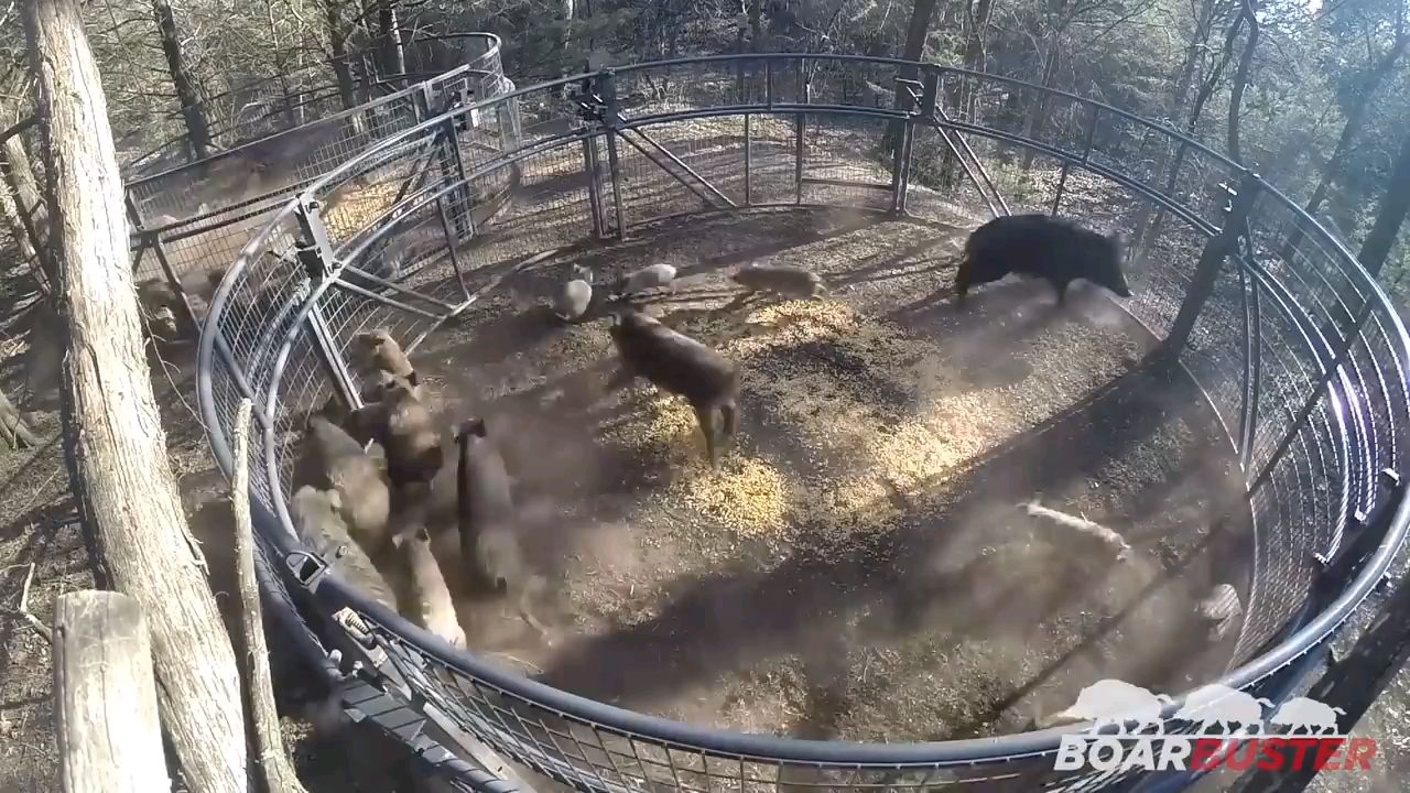 “BoarBuster”现代狩猎陷阱